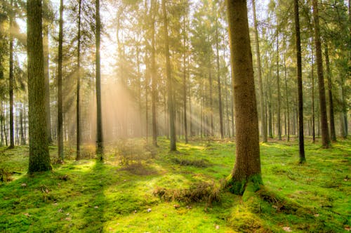 Ingyenes stockfotó erdő, erdő háttér, erdő háttérkép témában Stockfotó