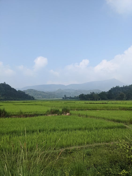 Blue Sky above Rice Fields 