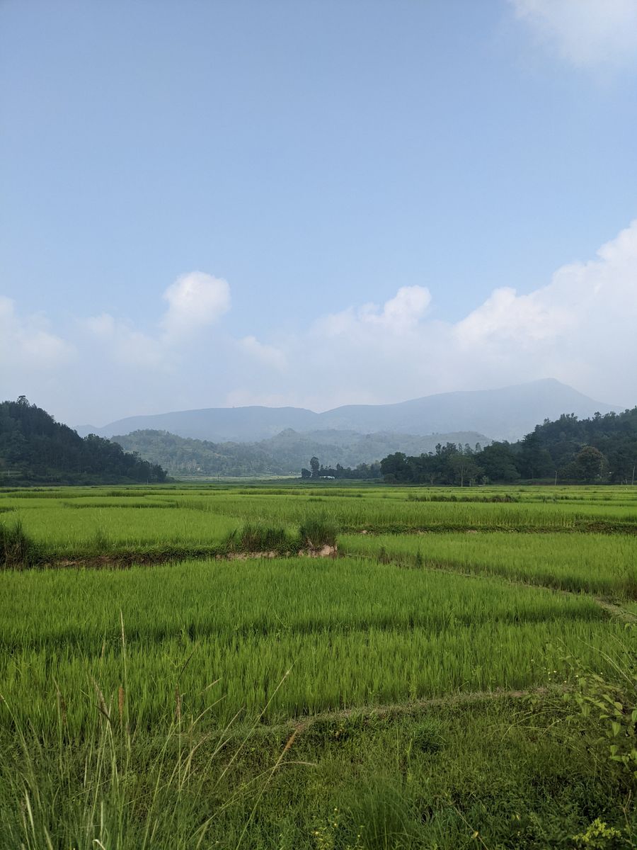Ziro Rice Fields photo 5