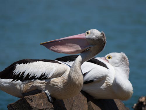Free White Pelicans on Brown Rock Near Body of Water Stock Photo