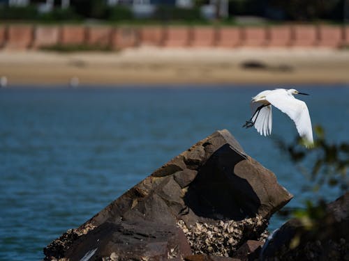 Gratis stockfoto met witte oostelijke rifreiger