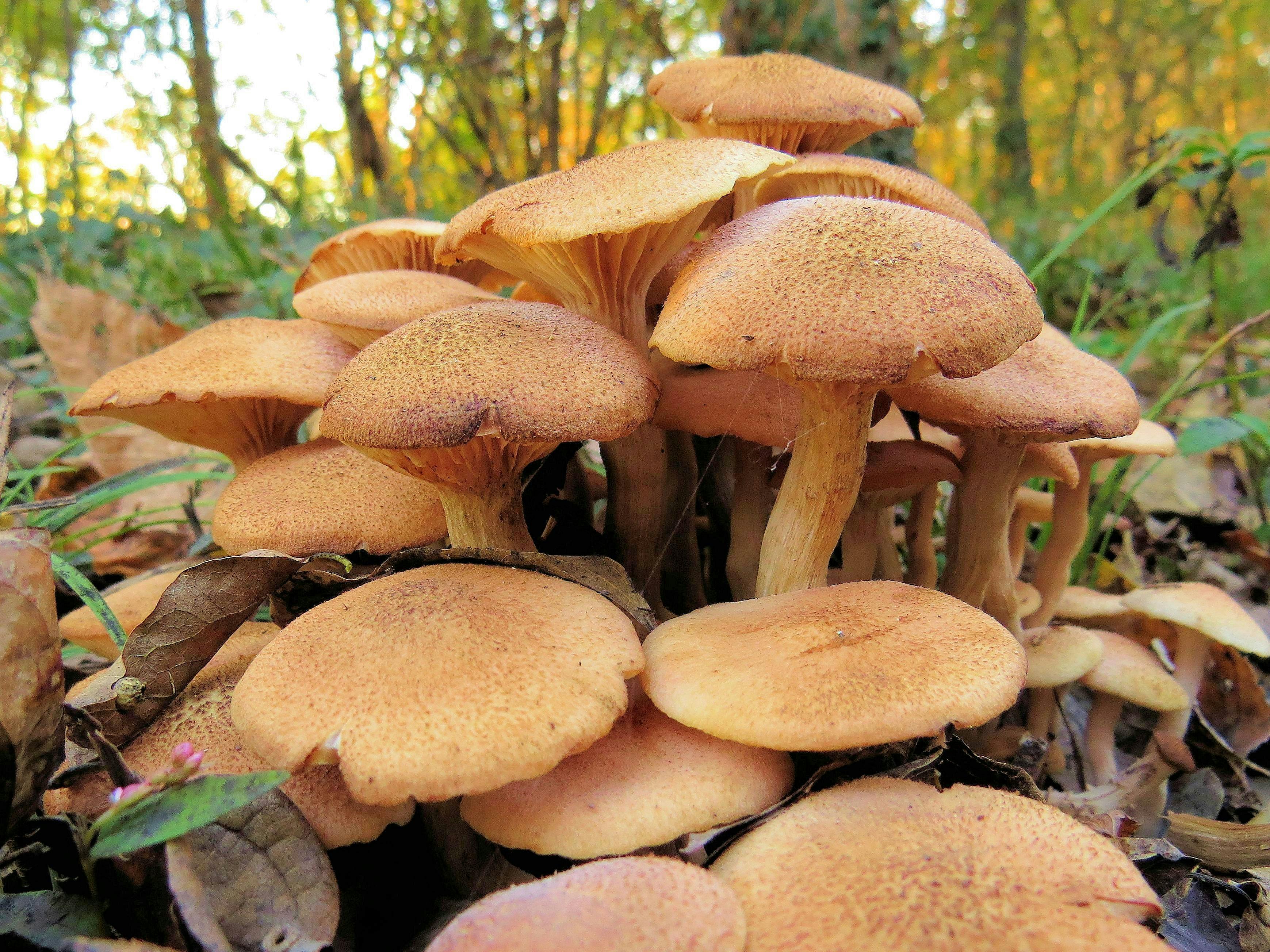 free-stock-photo-of-fungi-mushroom-woods