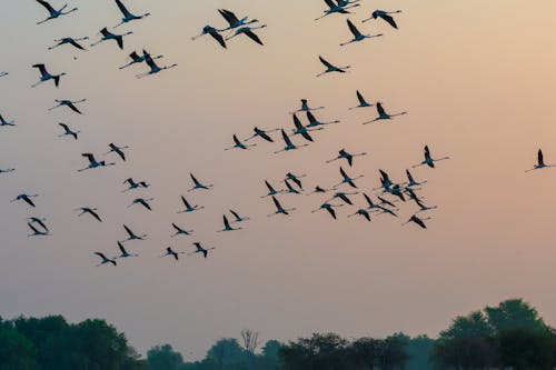 Free Flock of Birds Flying above Trees Stock Photo