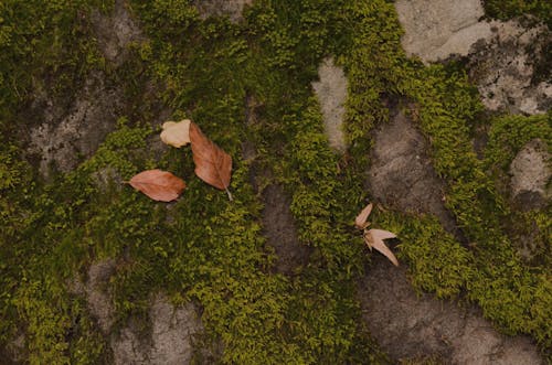 Autumnal Leaves Lying on Moss 