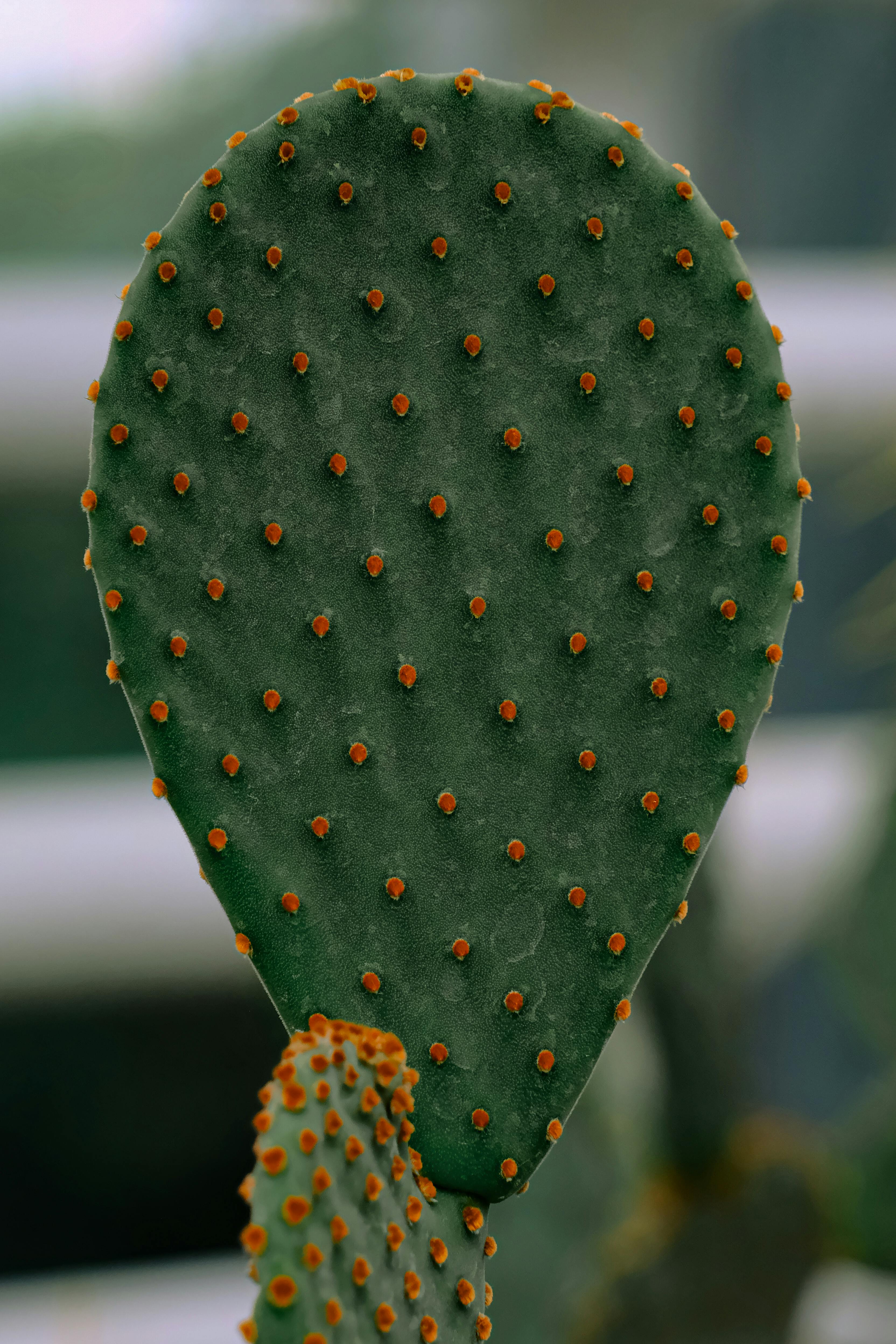 Nature Cactus HD Wallpaper