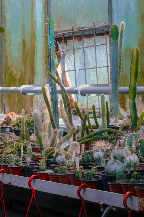 Gratis stockfoto met bloempotten, cactussen, displayed