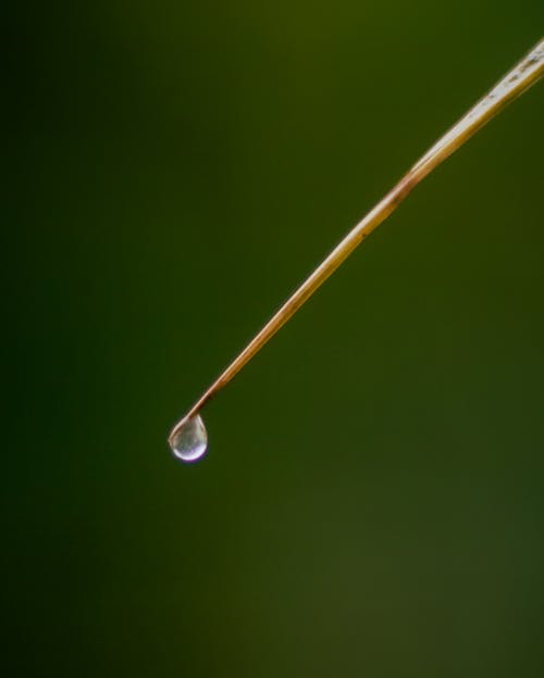 Free stock photo of dewdrop, drop of water