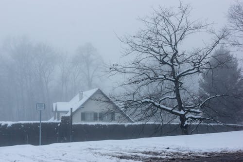 冬季在树附近的房子的照片