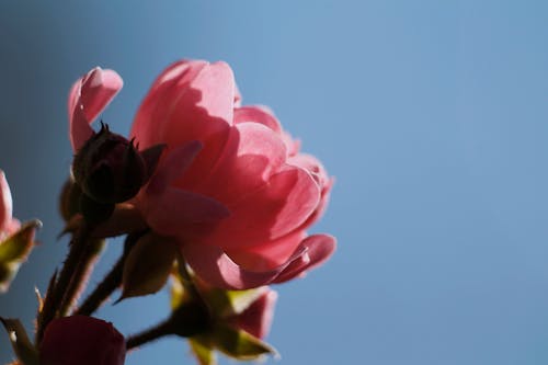 微妙, 植物群, 綻放的花朵 的 免费素材图片