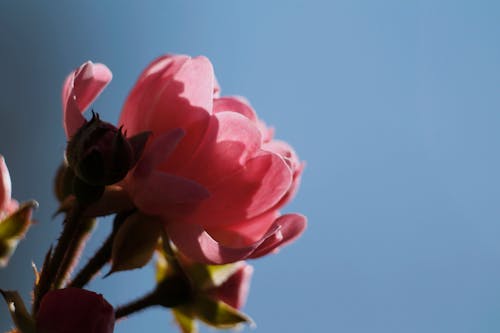 Kostnadsfri bild av blomma, blomning, delikat