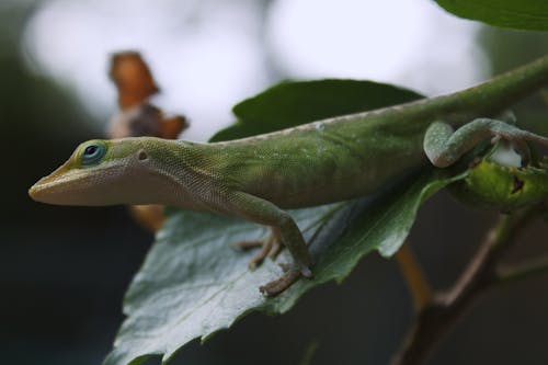 Free A Gecko Camouflaging a Green Leaf Stock Photo