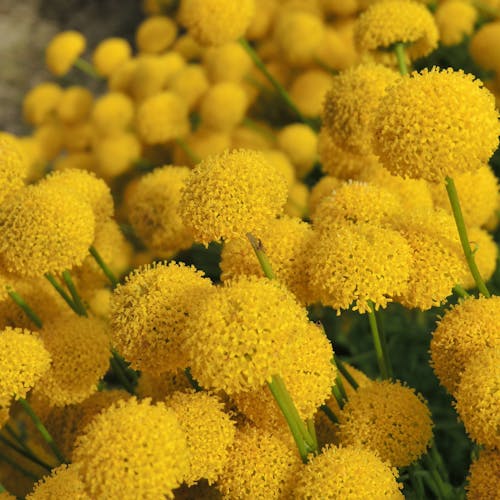 Gratis lagerfoto af baggrund, blomster, blomsterfotografering