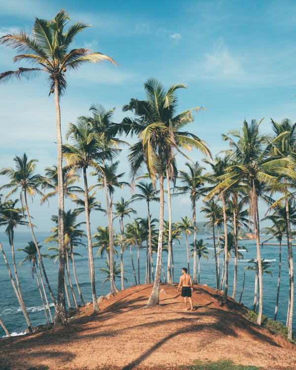 Free Person Standing on Dirt Surrounded by Coconut Trees Stock Photo