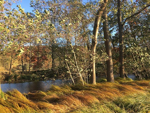 Forest around River