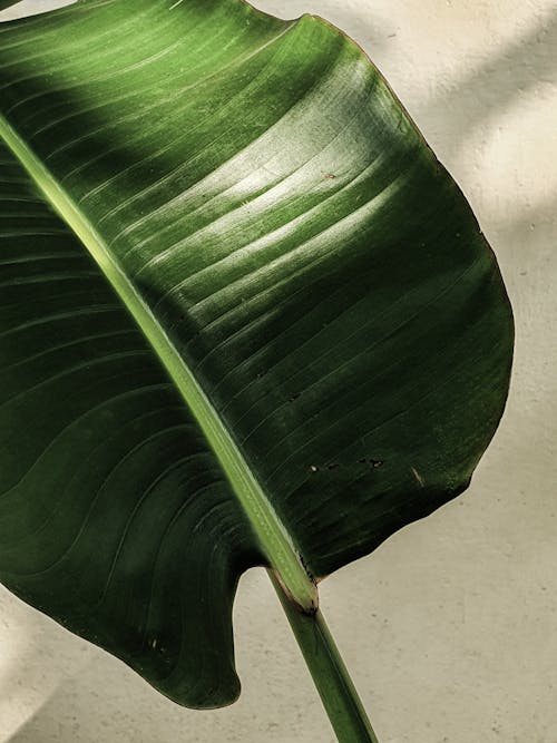 Photo of a Green Leaf
