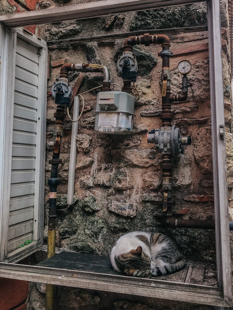 Kitten Sleeping In Box With Water Pipes