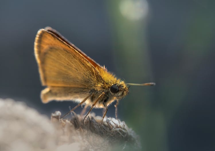 Small Skipper In Close-Up Photography