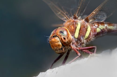 Brown Dragonfly in Close Up Photography