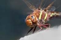 Detailed close-up of a dragonfly perched, showcasing intricate details in macro.