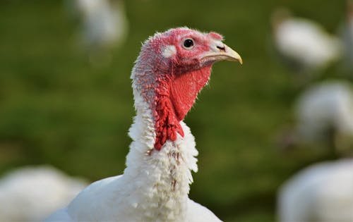 Foto stok gratis bangsa burung, binatang peternakan, burung