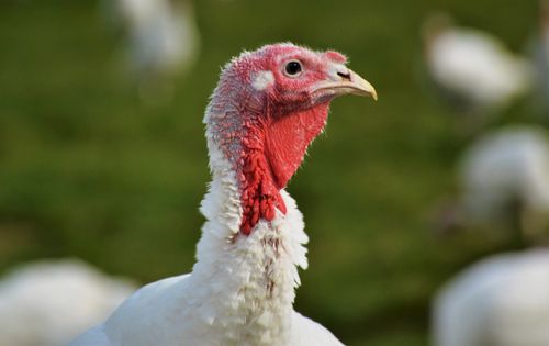 Free A detailed close-up of a turkey with a green field backdrop. Stock Photo