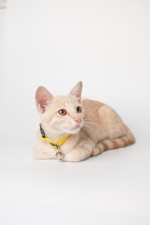 Δωρεάν στοκ φωτογραφιών με αιλουροειδές, αραβικό μωβ, Γάτα