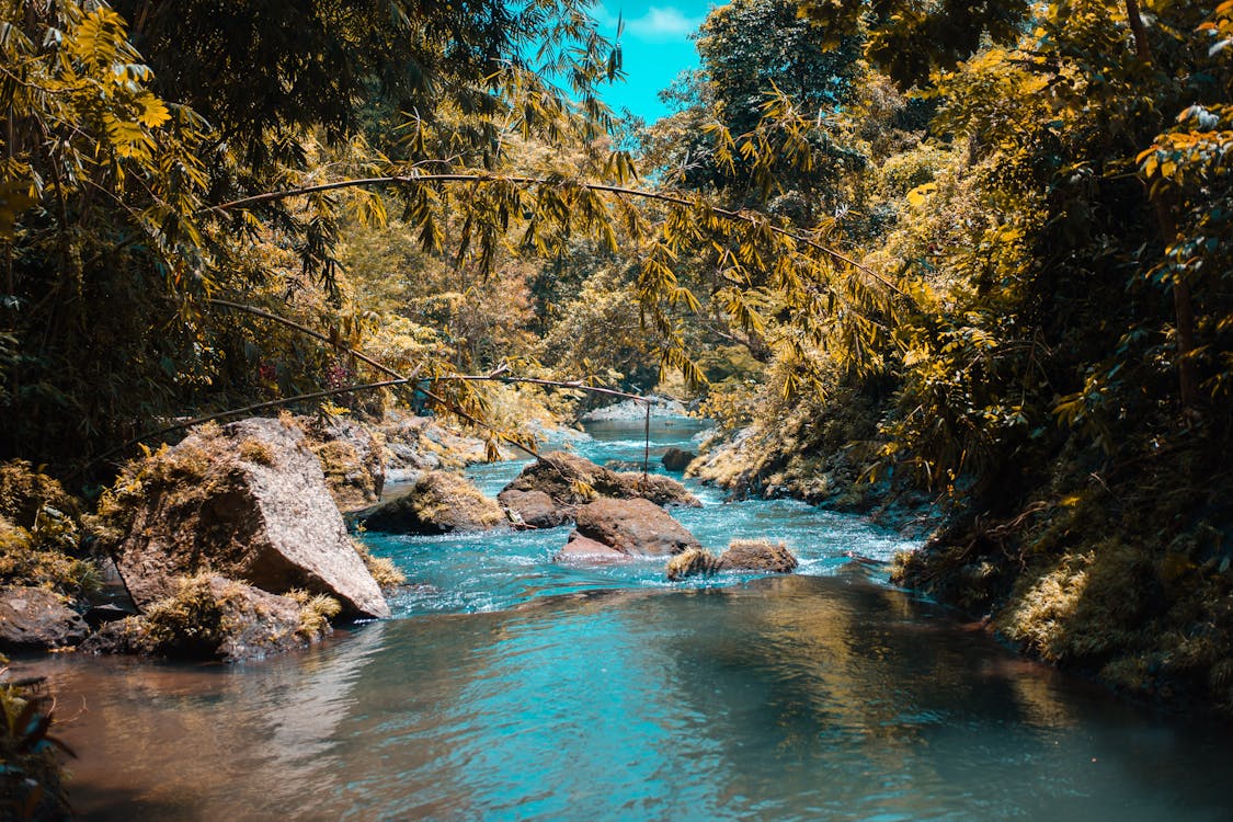 Body of Water in the Middle of Forest