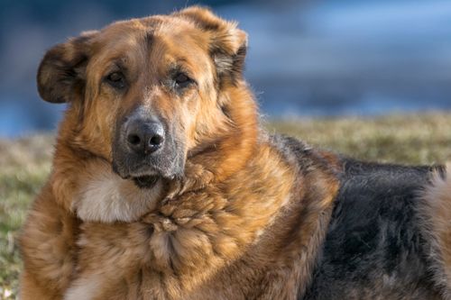 Free A German Shepherd dog rests outside in the sunlight, showcasing its fur and alert gaze. Stock Photo