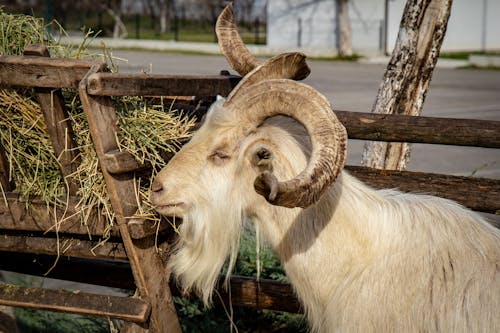 Free A White Long Haired Sheep Eating Grass  in  Wooden Pen Stock Photo