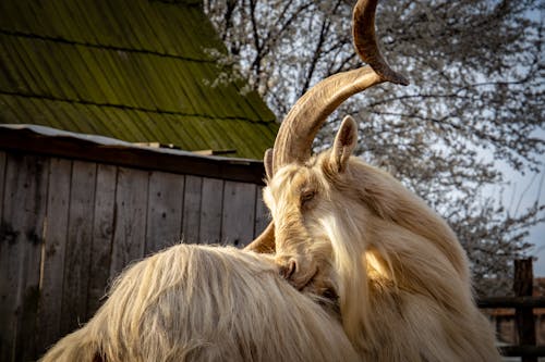 A Close-Up Shot of a Dutch Landrace Goat