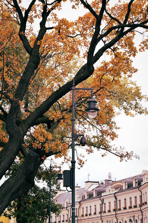A Low Angle Shot of a Street Lamp Near the Tree