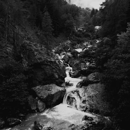 

A Grayscale of Waterfalls in a Forest