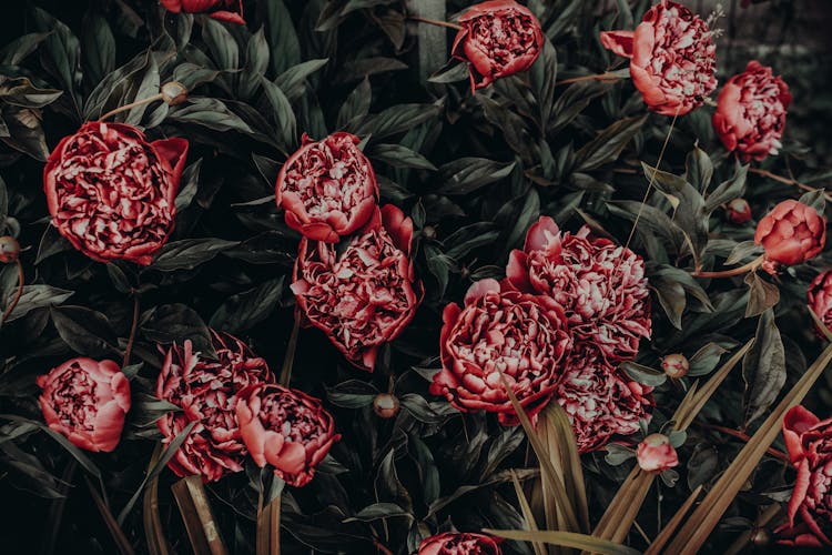 Photo Of Red Peonies Painting