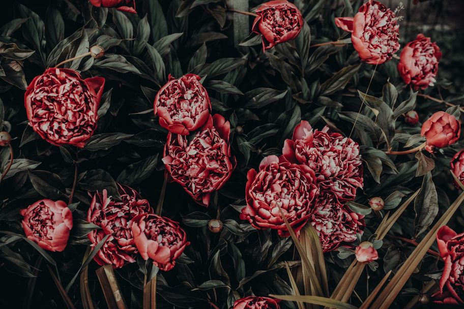 Pale peonies against a deep shadowed backdrop — photo by Irina Iriser on Pexels