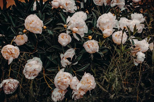 Beyaz çiçeklerin Fotoğrafı