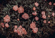 在郁郁葱葱的绿叶中，盛开的牡丹展现出精致花瓣的美丽