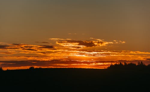 Silhoutte Der Bäume Während Der Goldenen Stunde