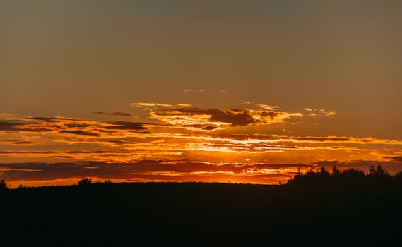 A stunning silhouette of trees against a vivid sunset sky.