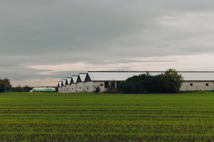 Poultry Houses On Green Field Under White House