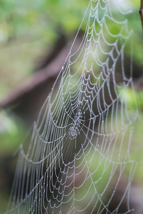 A Close-up Shot of a Spider Web