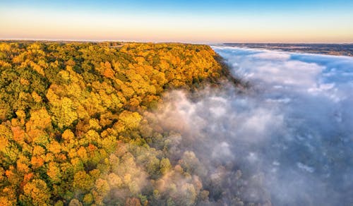 

An Aerial Shot of a Forest with Autumn Colors