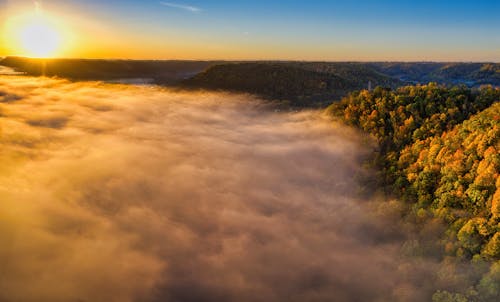 Photos gratuites de arbres verts, brouillard épais, ciel d'or