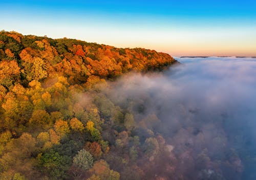 An Aerial Shot of a Forest with Autumn Colors