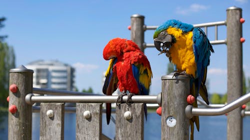 Два попугая разных цветов сидят на сером металлическом стержне