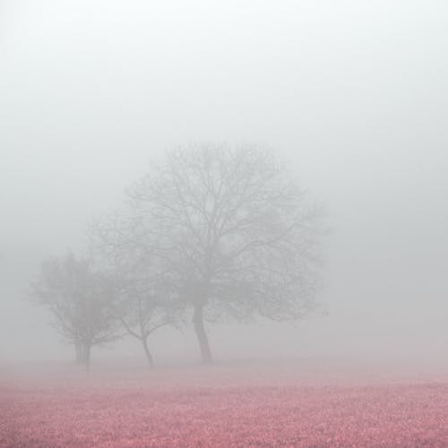 Photos gratuites de arbres, brumeux, environnement