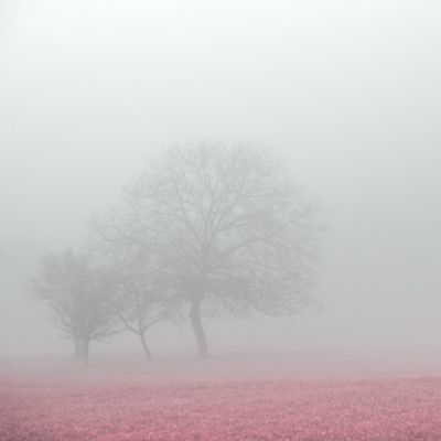 Held Light cover art — photo by Simon Berger on Pexels