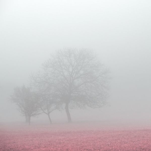Bare trees enveloped in fog — photo by Simon Berger on Pexels