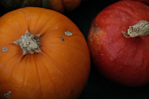 Free A Close-up Shot of Pumpkins Stock Photo