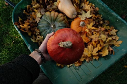 A hand holding a red pumpkin in a wheelbarrow filled with pumpkins and fall leaves.