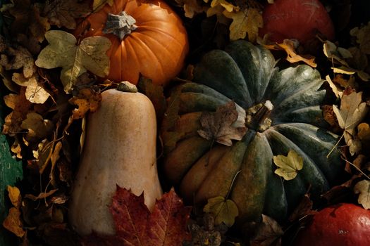 fall leaves harvest